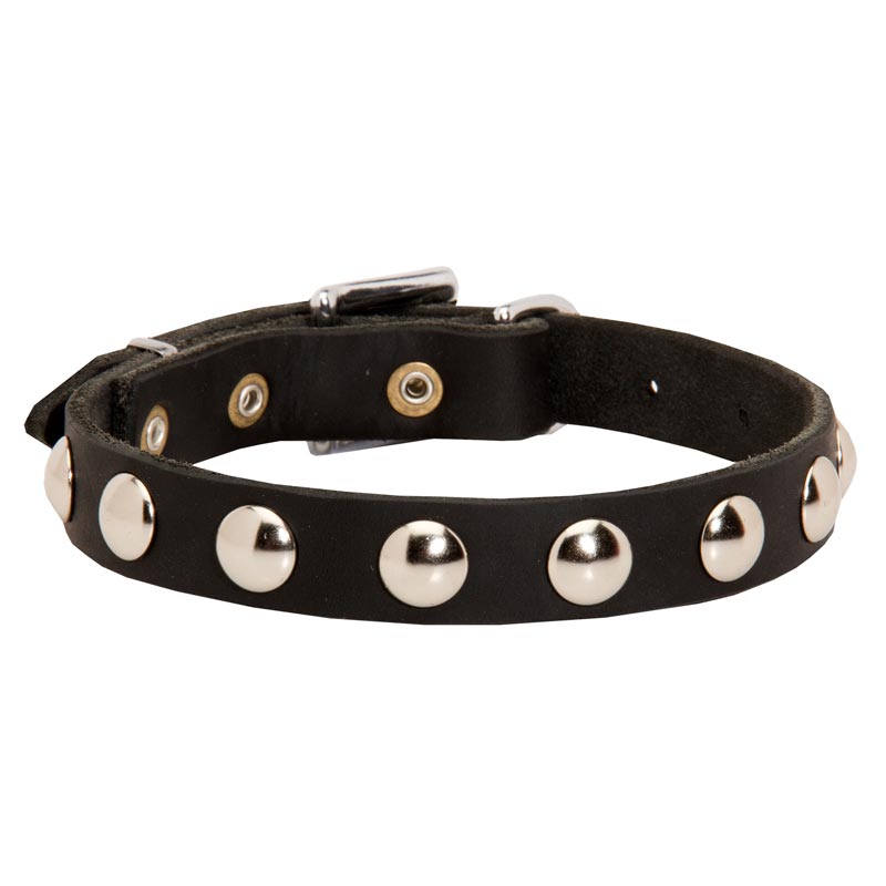 Beautiful Leather Swiss Mountain Dog Collar Decorated with Half-Ball Studs