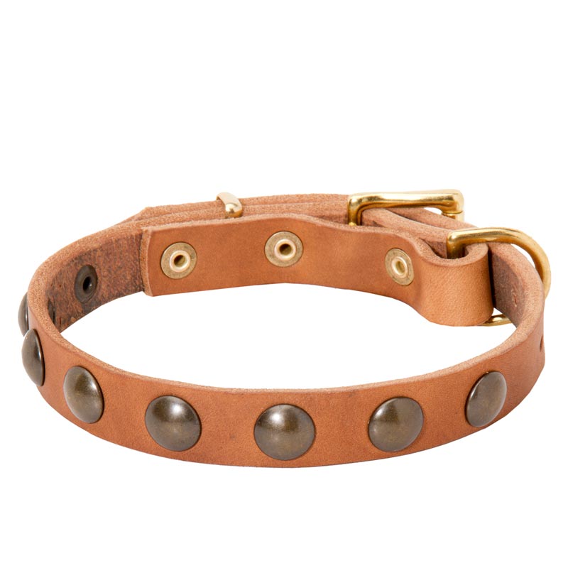 Leather Swiss Mountain Dog Collar with Brass Half-Ball Studs