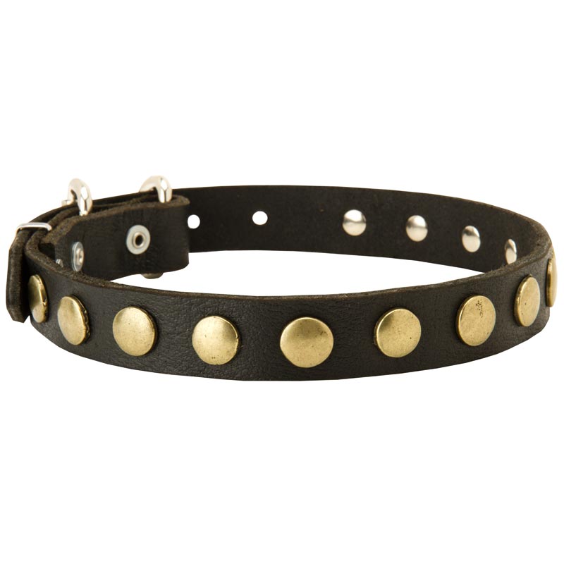 Leather Swiss Mountain Dog Collar with Brass Circles for Fashionable Walking