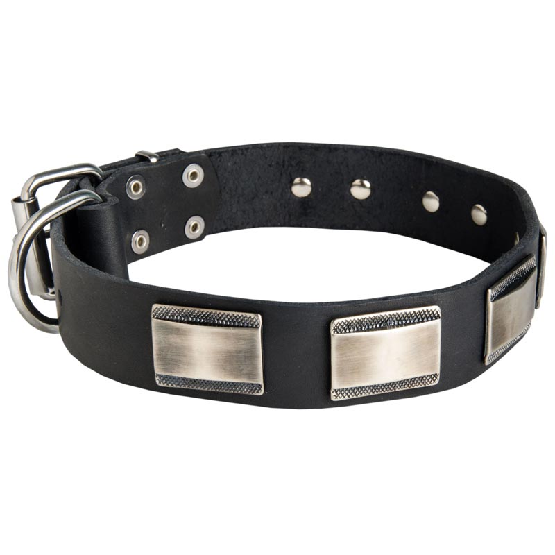 Leather Swiss Mountain Dog Collar Massive Nickel Plates