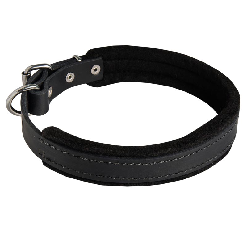 Padded Leather Swiss Mountain Dog Collar 25 mm for Dog Training