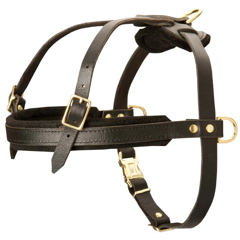 Leather Swiss Mountain Dog Harness for Tracking and Pulling