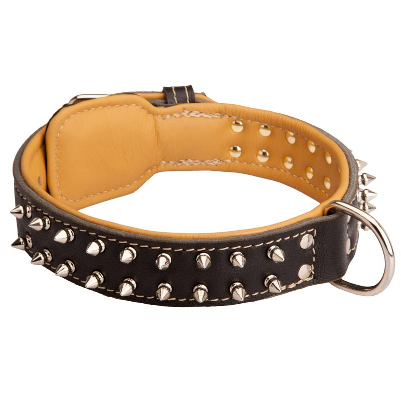 Spiked Swiss Mountain Dog Collar Padded with Nappa Leather