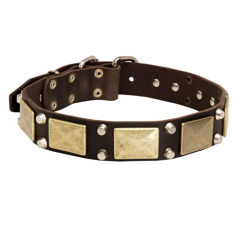 Leather Swiss Mountain Dog Collar with Studs and Plates