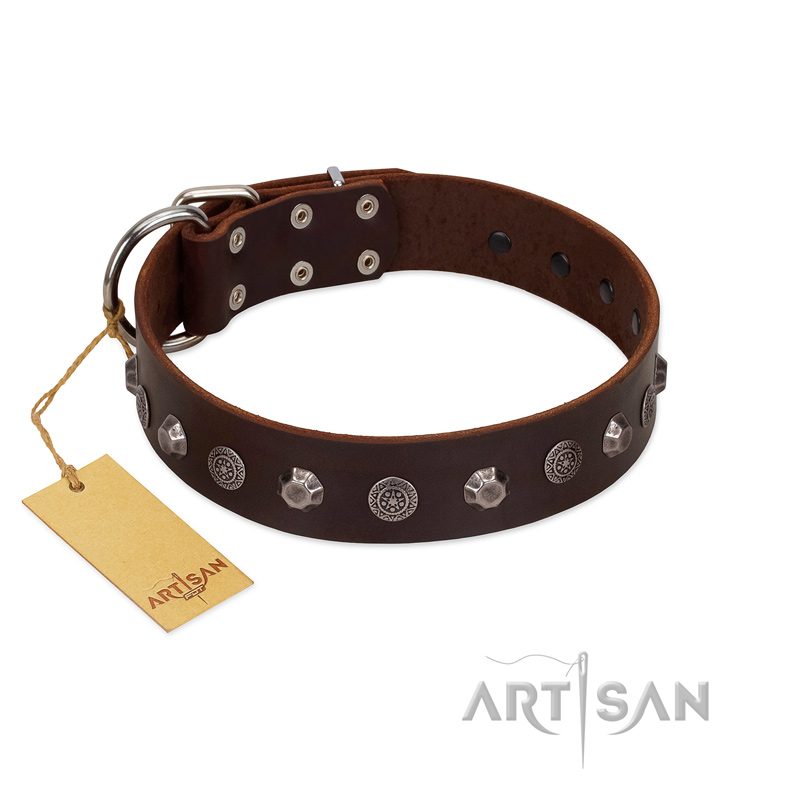 "Dark Chocolate" Handmade FDT Artisan Brown Leather Swiss Mountain Dog Collar with Studs