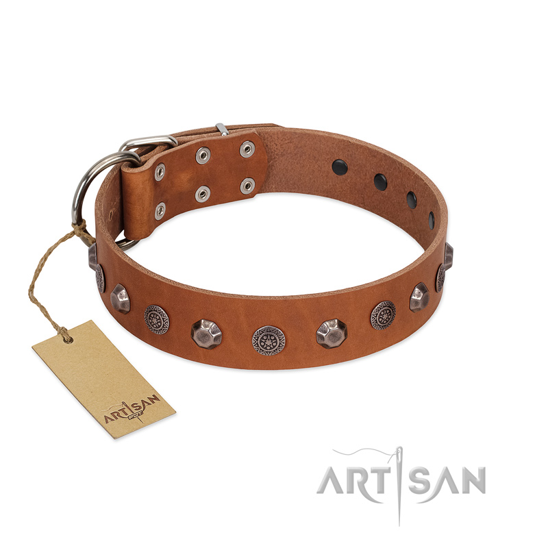 "Silver Age" Fashionable FDT Artisan Tan Leather Swiss Mountain Dog Collar with Silver-Like Studs