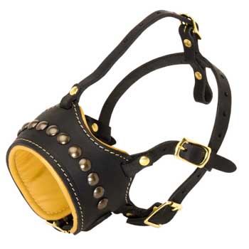 Swiss Mountain Dog Muzzle for Walking