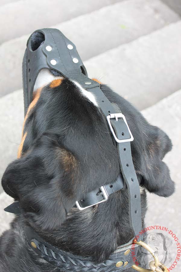 New Design Leather Muzzle for Swiss Mountain Dog