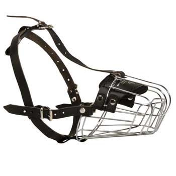 Walking Swiss Mountain Dog Muzzle