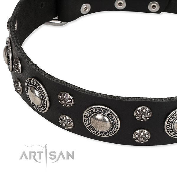 Fancy walking studded dog collar of best quality full grain leather