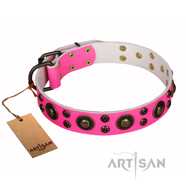 Fancy walking dog collar of strong full grain natural leather with embellishments