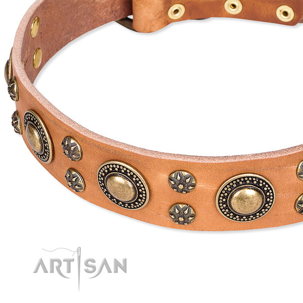 Fancy walking studded dog collar of fine quality full grain leather
