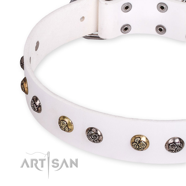 Leather dog collar with stunning corrosion proof adornments