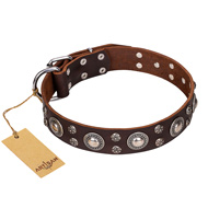 "Age of Beauty" FDT Artisan Incredible Studded Brown Leather Swiss Mountain Dog Collar