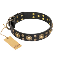 "Baroque Chic" FDT Artisan Studded Black Leather Swiss Mountain Dog Collar