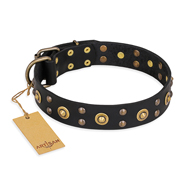 "Cosmic Glow" FDT Artisan Black Leather Swiss Mountain Dog Collar with Brass-Plated Studs