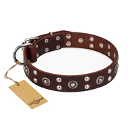 "Pirate Treasure" FDT Artisan Exciting Brown Leather Swiss Mountain Dog Collar with Studs