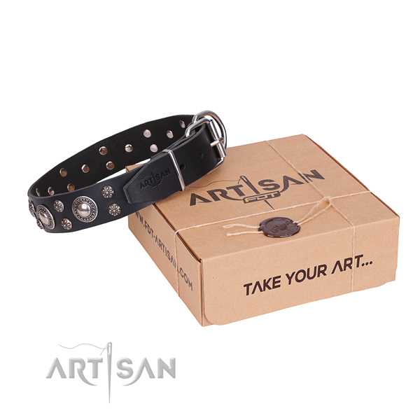 Fancy walking dog collar of strong full grain leather with embellishments