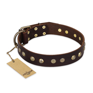 "Bronze Sheen" FDT Artisan Leather Swiss Mountain Dog Collar with Brass-Plated Studs