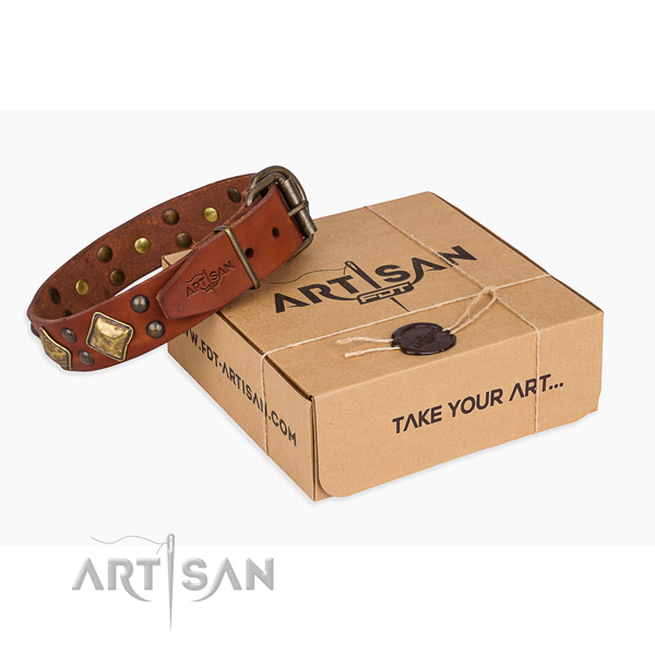 Daily walking dog collar with Significant strong embellishments