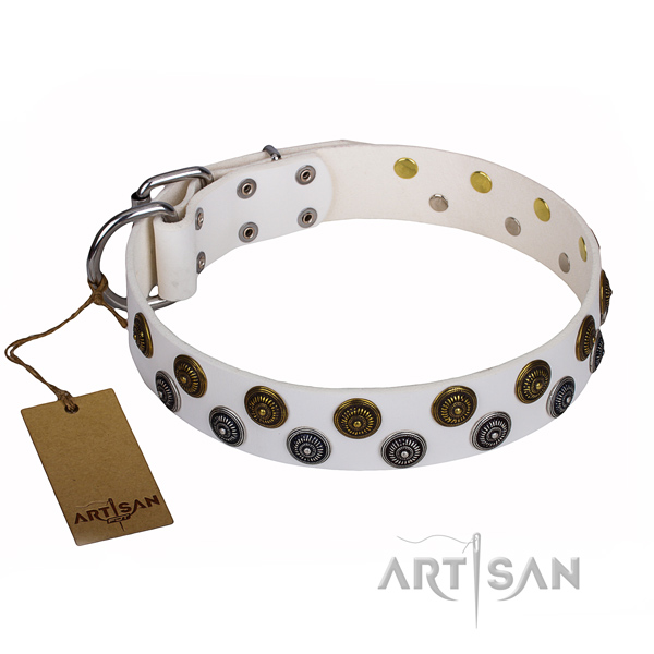 Walking dog collar of high quality genuine leather with studs